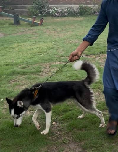 available Siberian husky dog 7 month age family dog