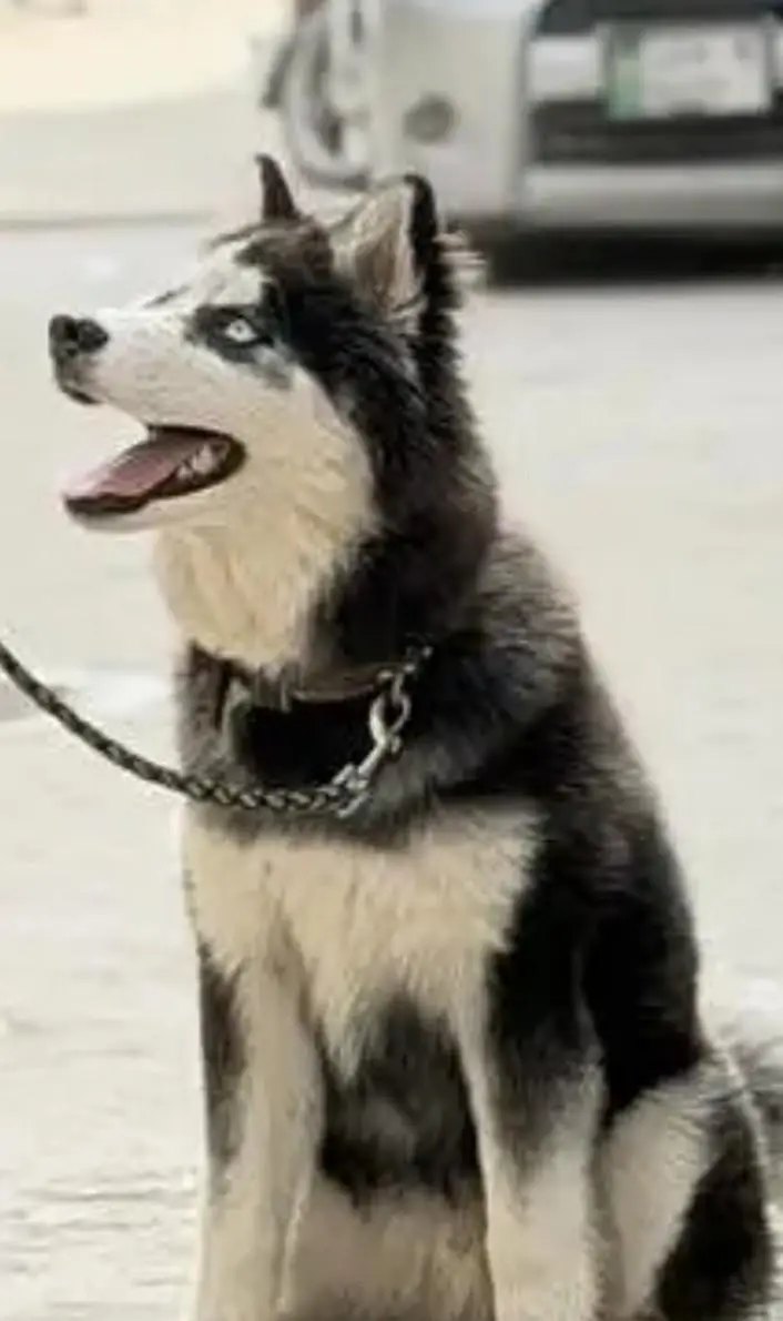 available Siberian husky dog 7 month age family dog — photo 2
