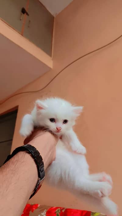 Persian kittens
