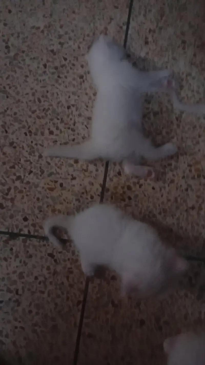 Persian kittens — photo 3