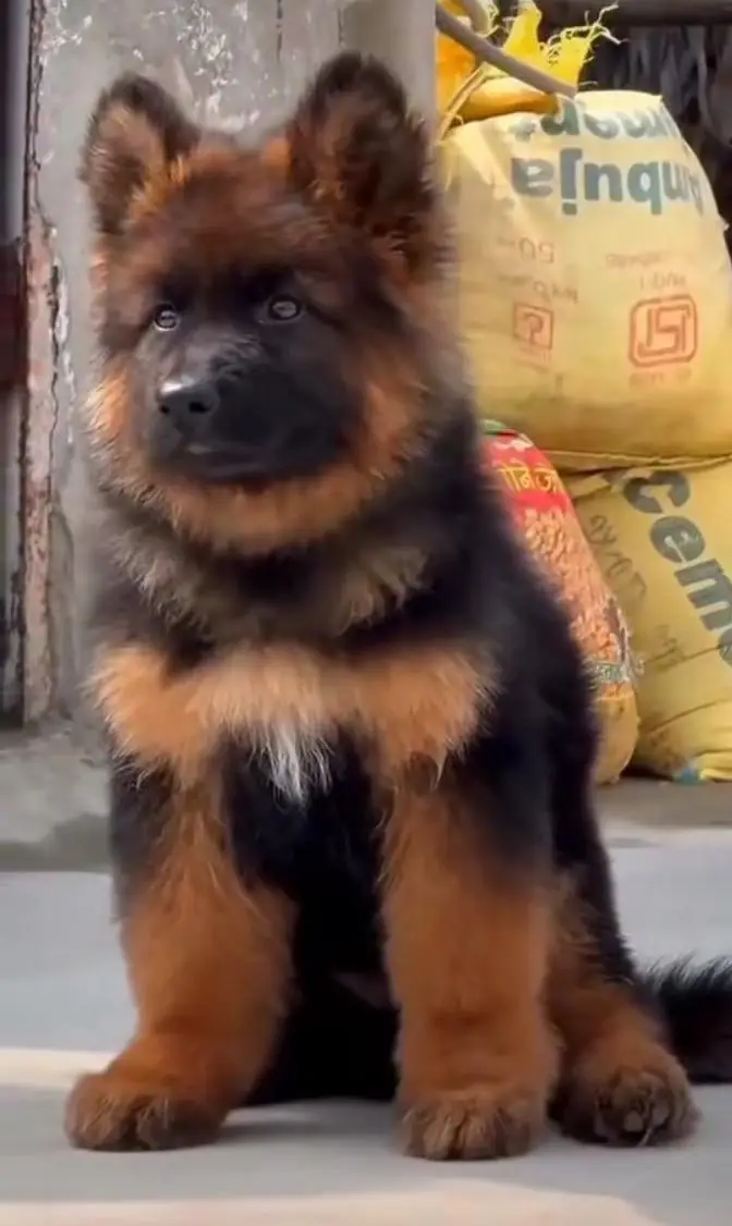 Gurman Shaft Dog My WhatsApp 03157241205 /@&#$5@$3@$ — photo 4