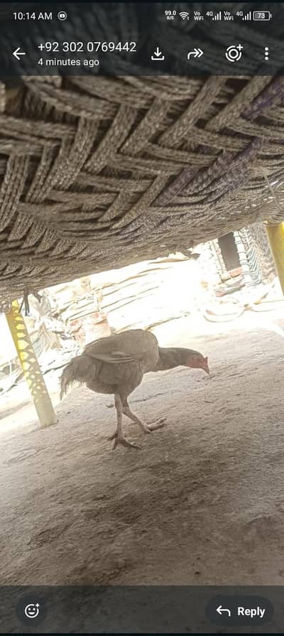 Lene wale raabta Karen donon Pyar sale Hain kasna murga Nahin kasni