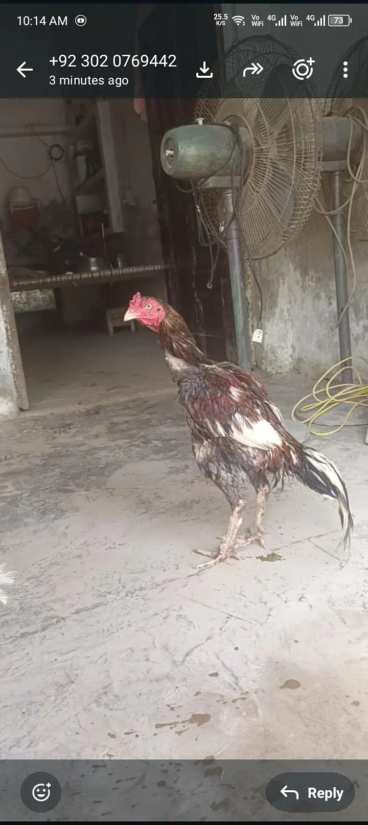 Lene wale raabta Karen donon Pyar sale Hain kasna murga Nahin kasni — photo 2