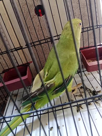 sale krna manay