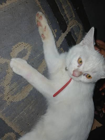paper  white percian cat
