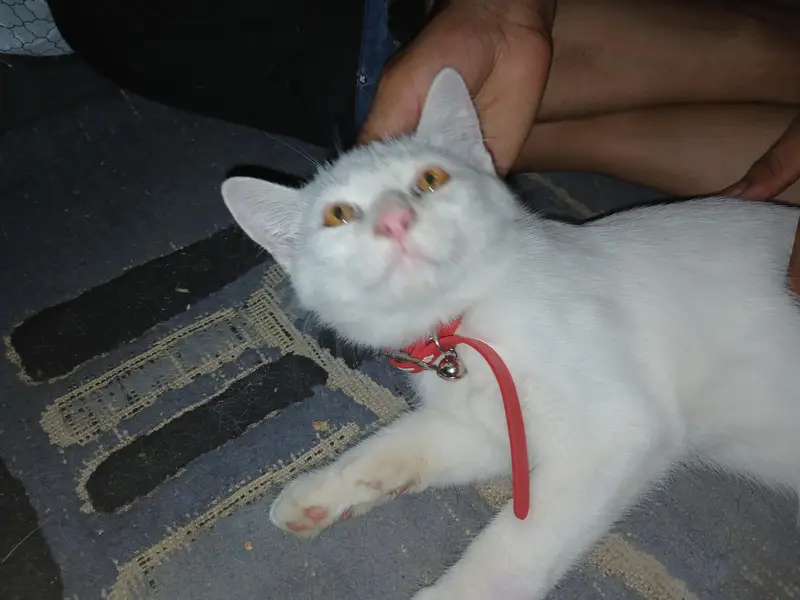 paper  white percian cat — photo 2
