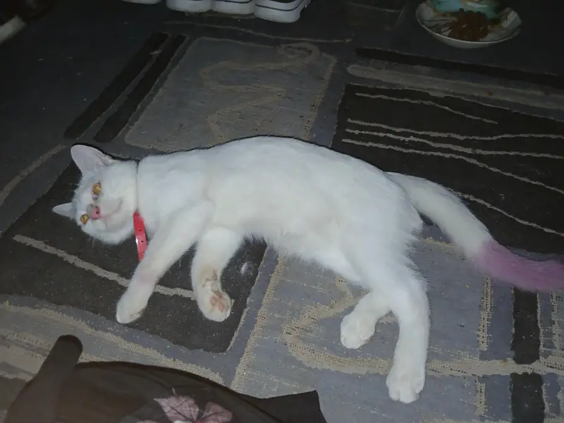 paper  white percian cat — photo 3