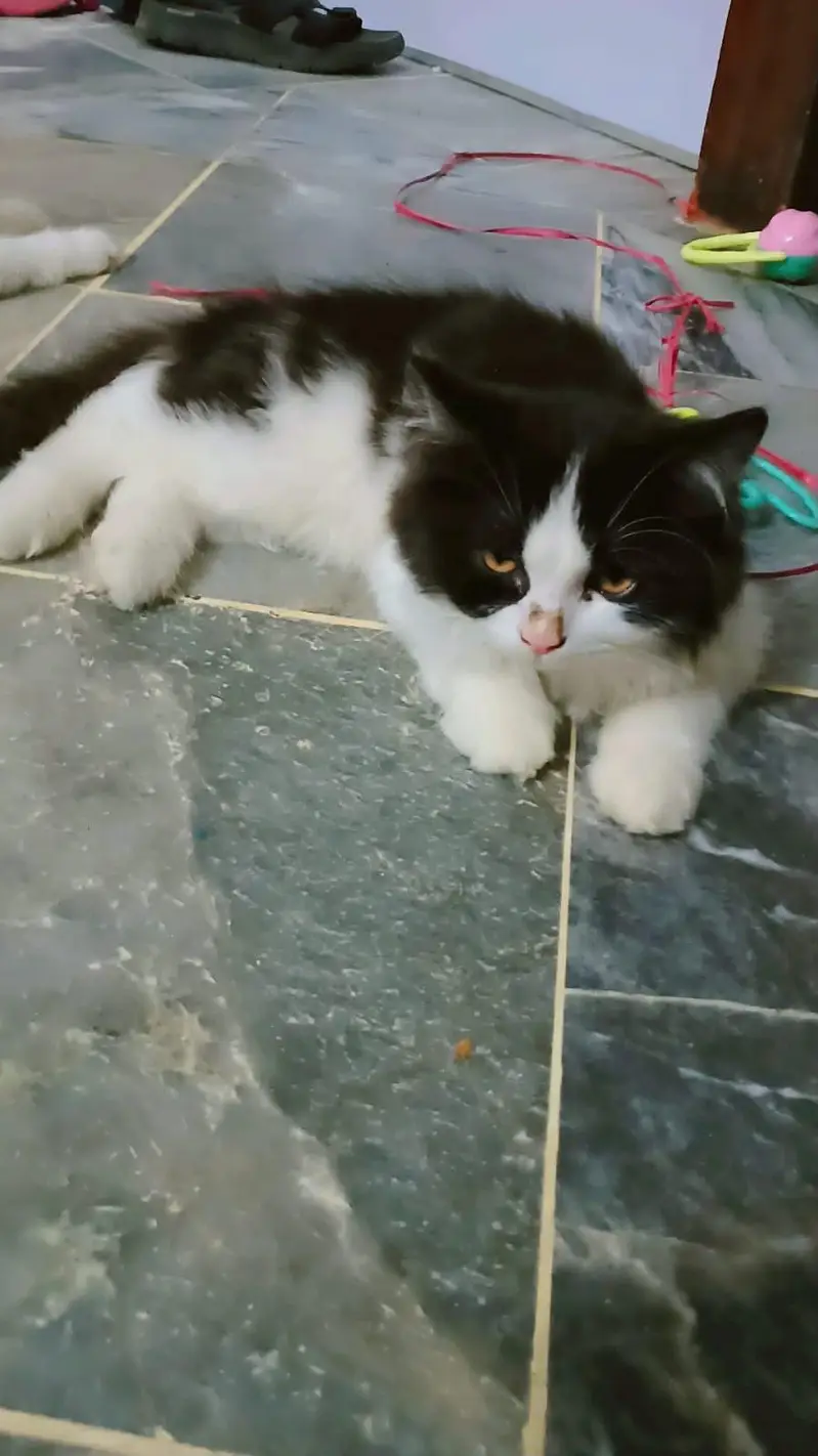 3 person cats — photo 2
