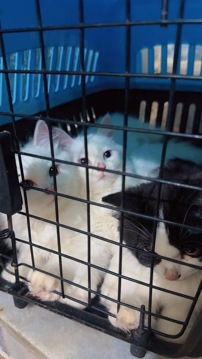 3 person cats — photo 3