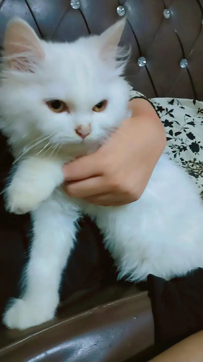 3 person cats — photo 4