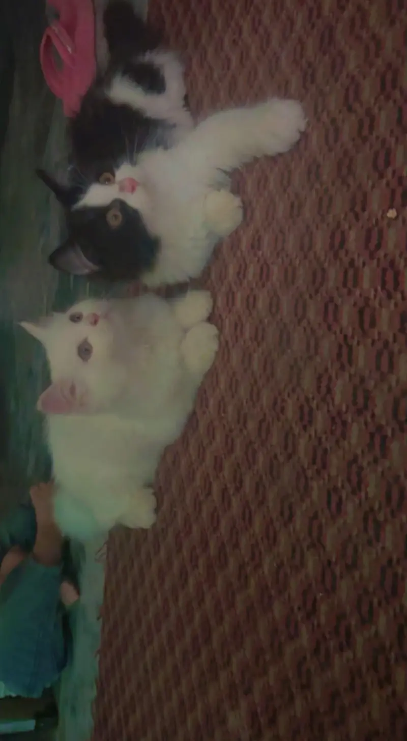 3 person cats — photo 5