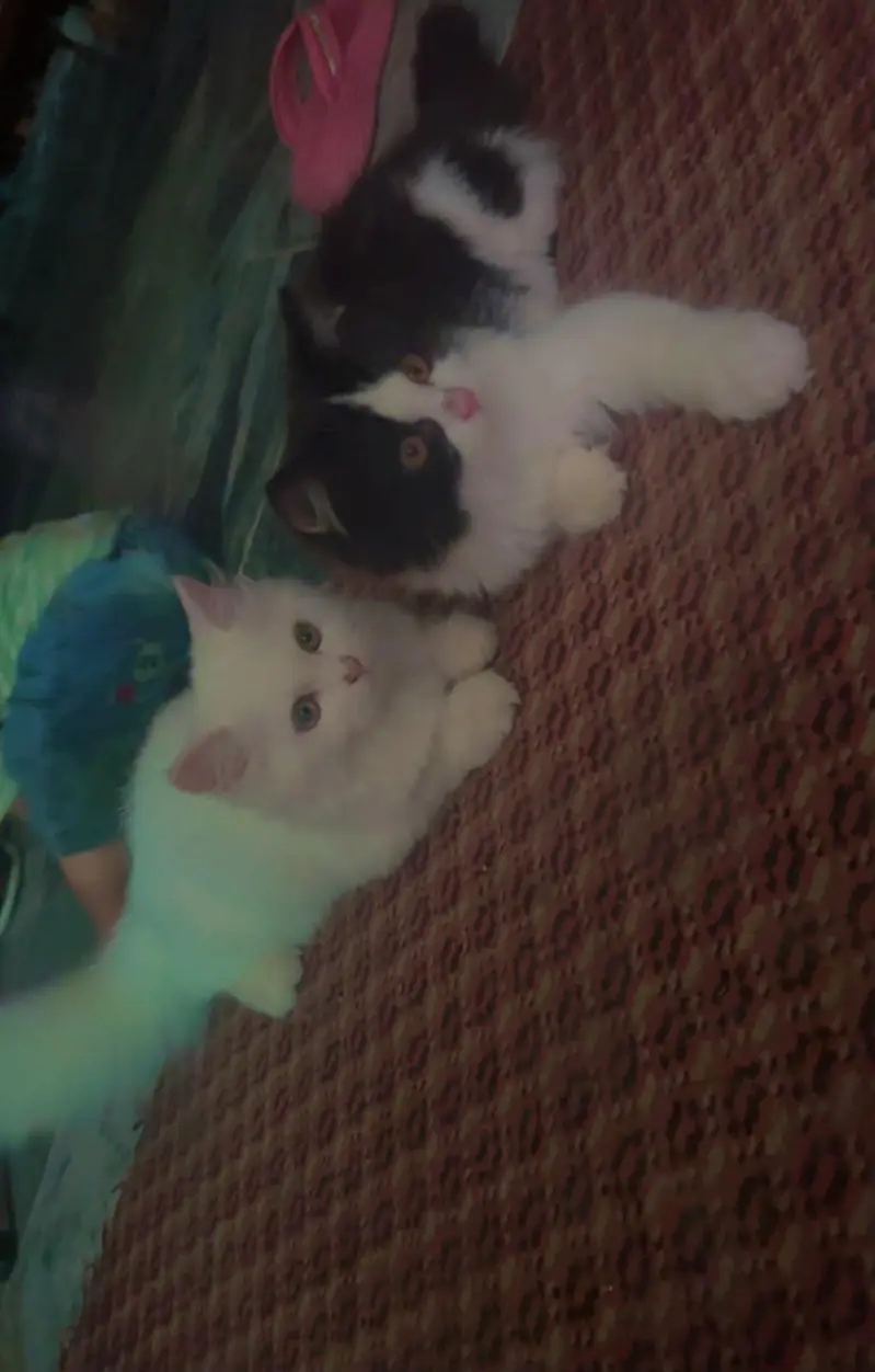 3 person cats — photo 6