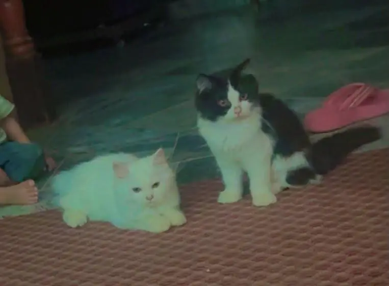 3 person cats — photo 7