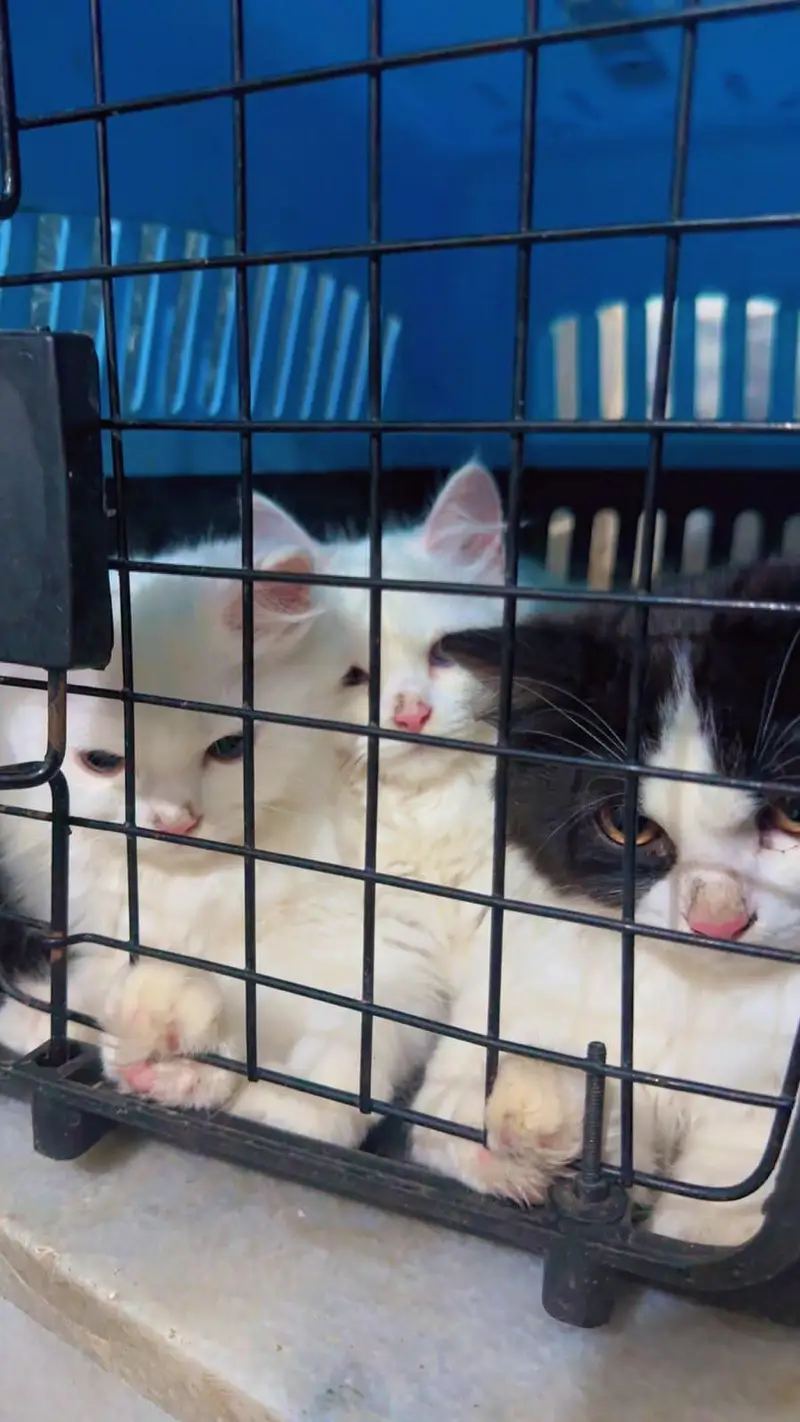 3 person cats — photo 8