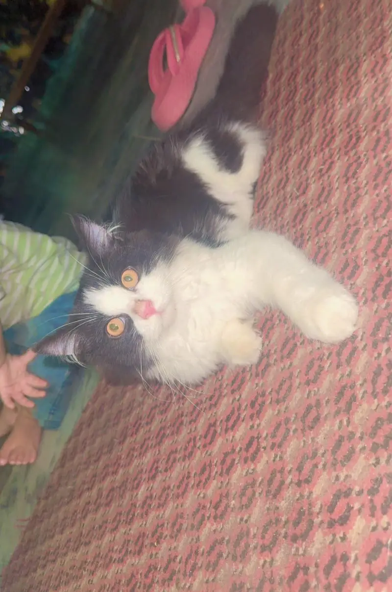 3 person cats — photo 10