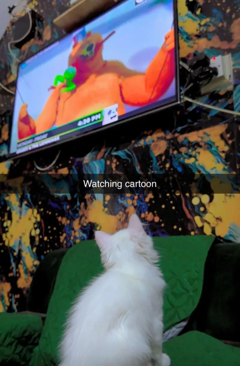 3 person cats — photo 12
