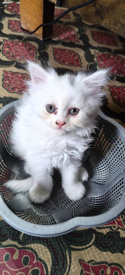 kittens are looking for new home