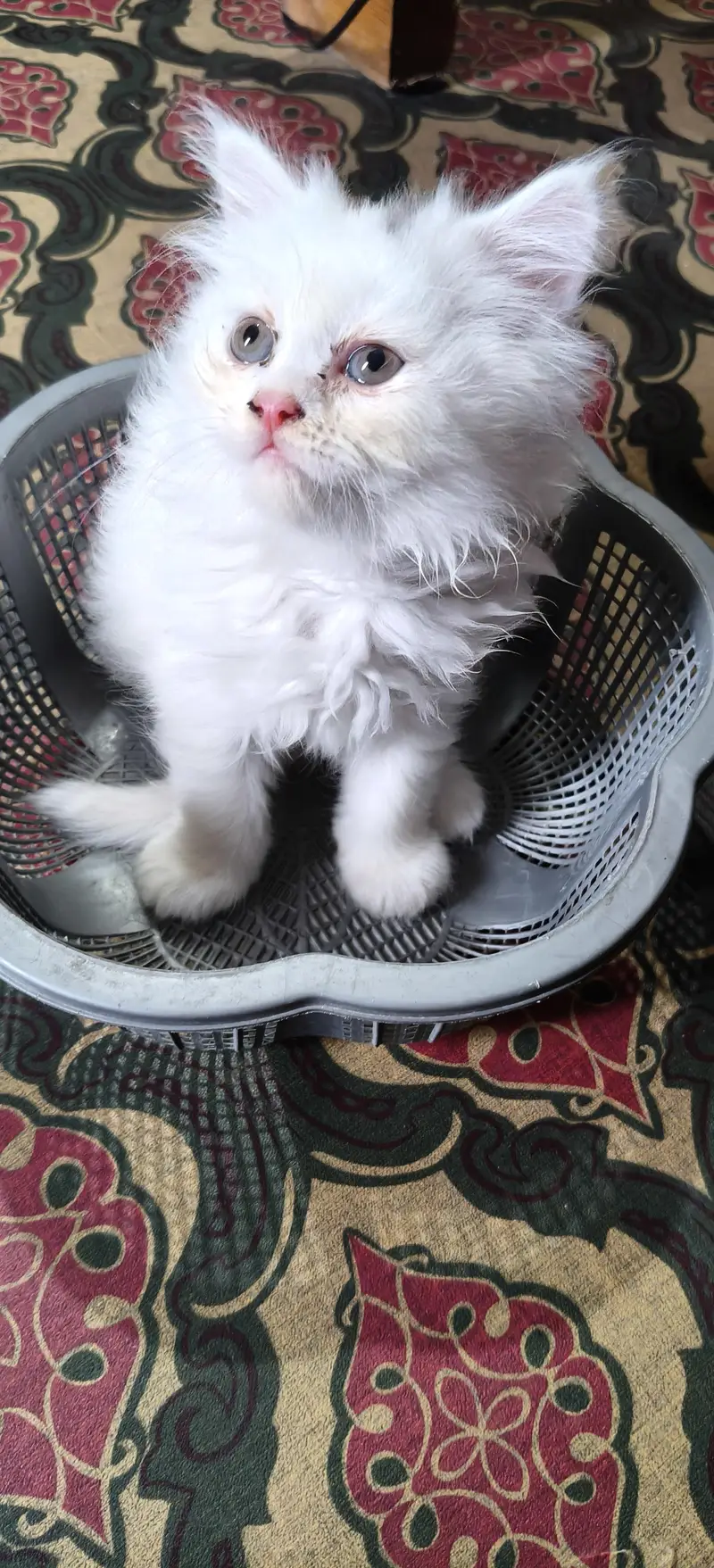 kittens are looking for new home — photo 3