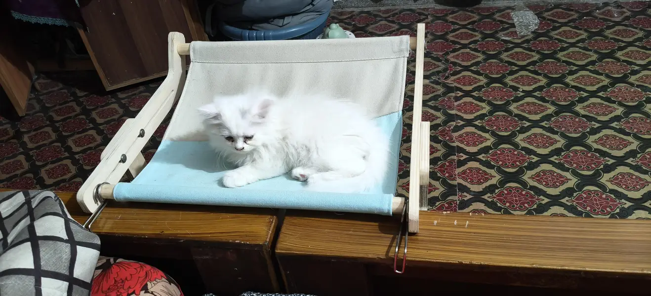 kittens are looking for new home — photo 4