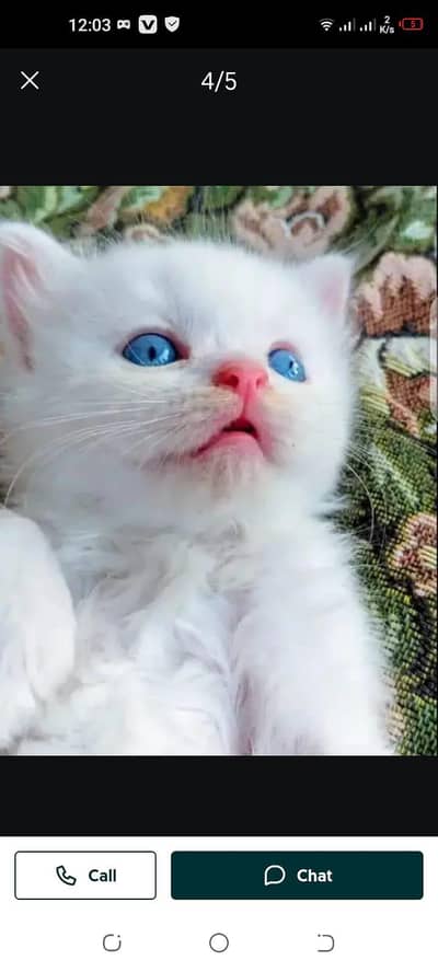 Persian cat for Mel aur female my WhatsApp number30\93\62\94\54