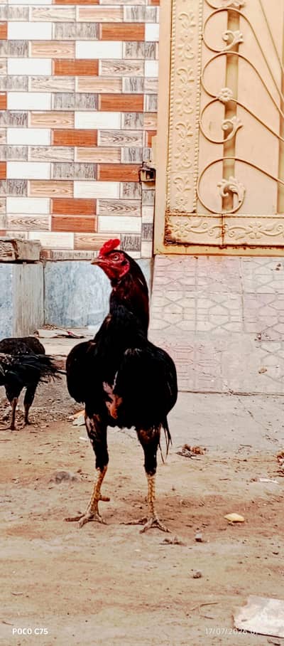 Murga Murgi our phata exchange possible with any other animals