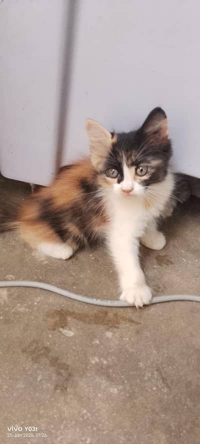 litter train . Persian kittens  ,calico, double coated,  semi punch