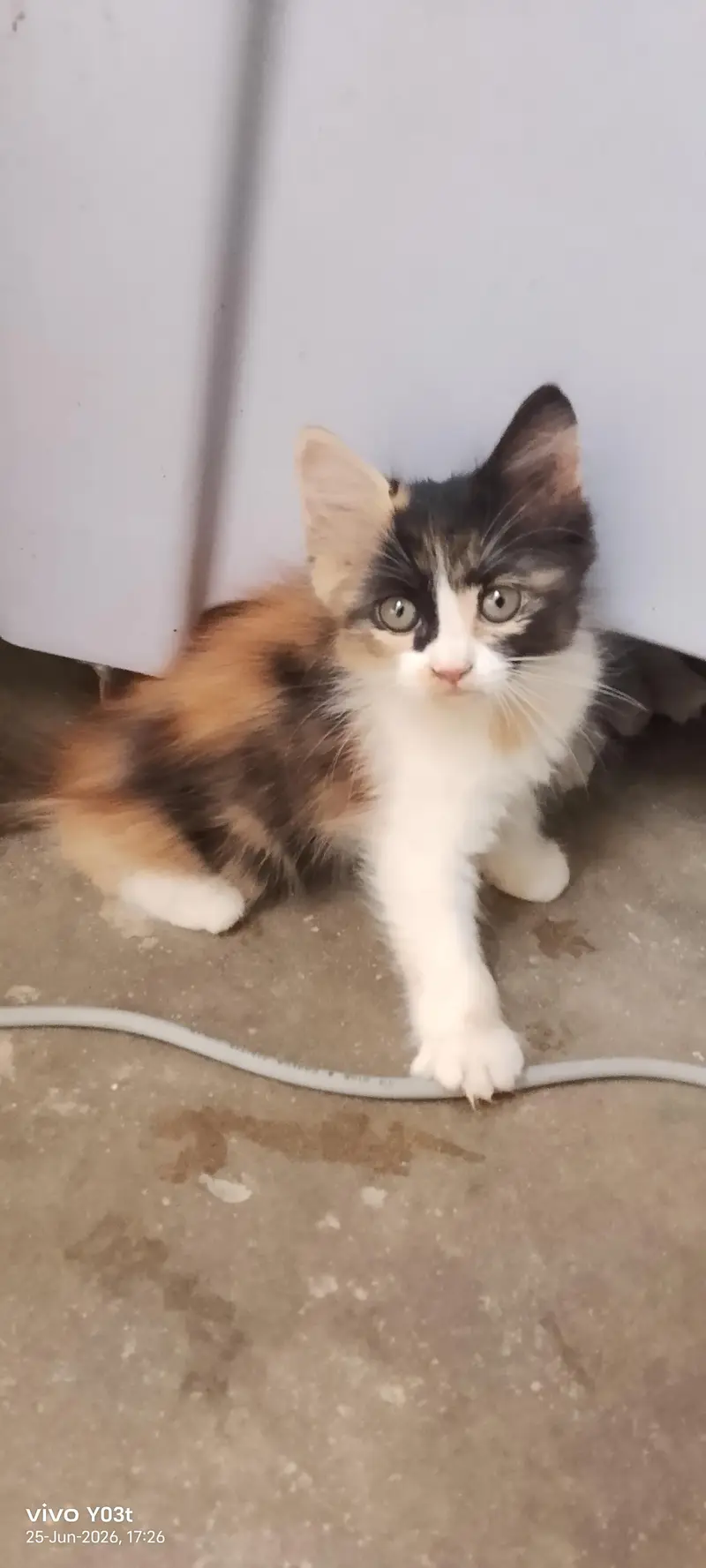 litter train . Persian kittens  ,calico, double coated,  semi punch — photo 2