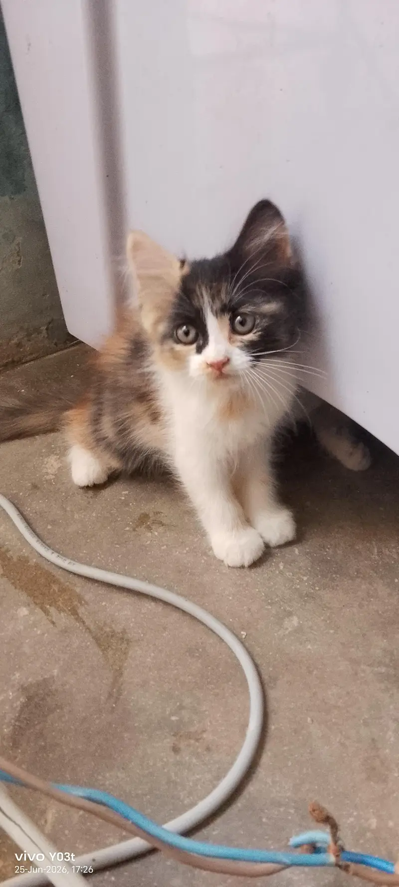 litter train . Persian kittens  ,calico, double coated,  semi punch — photo 3