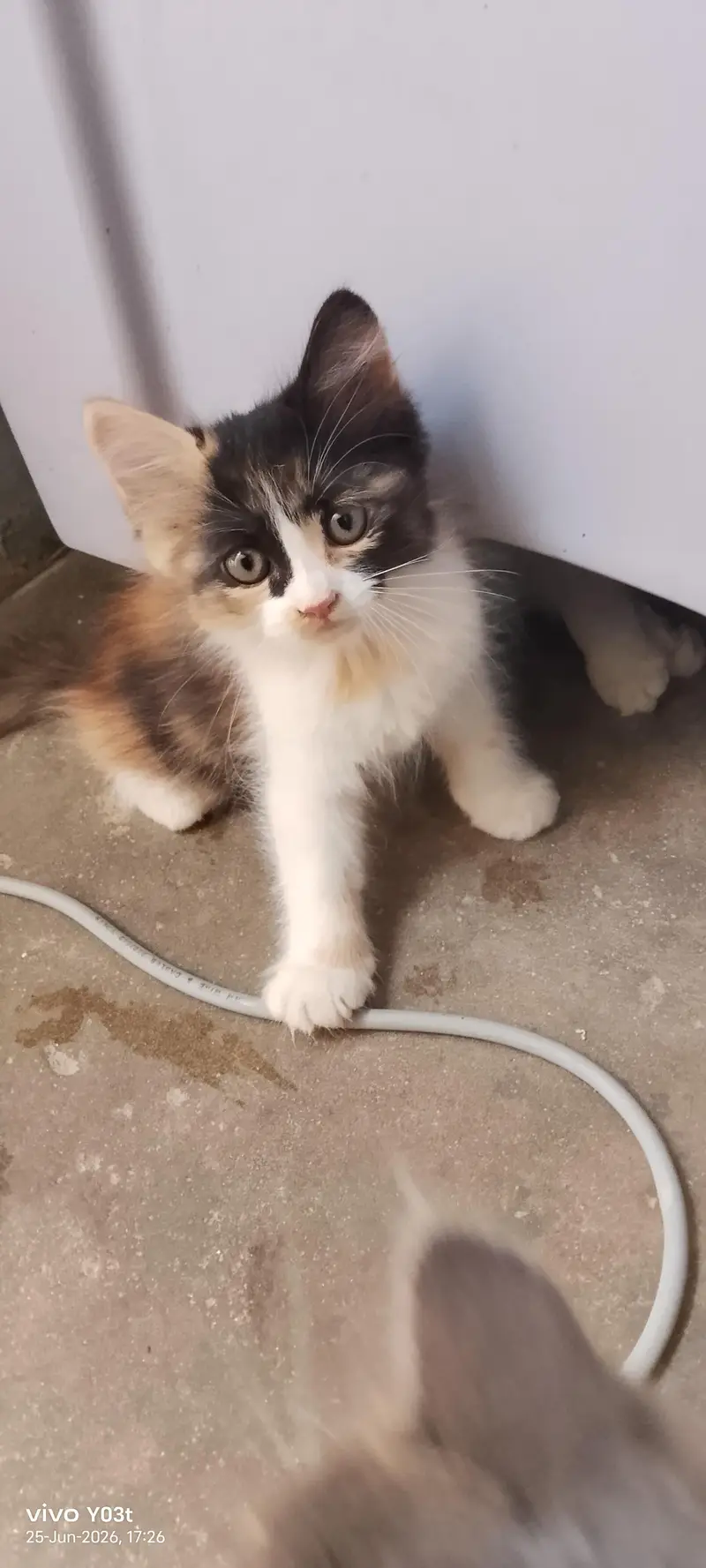 litter train . Persian kittens  ,calico, double coated,  semi punch — photo 4
