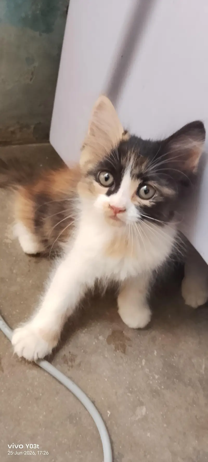 litter train . Persian kittens  ,calico, double coated,  semi punch — photo 5