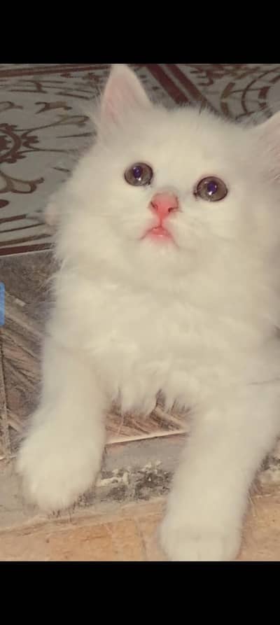 Persian cat for sale
