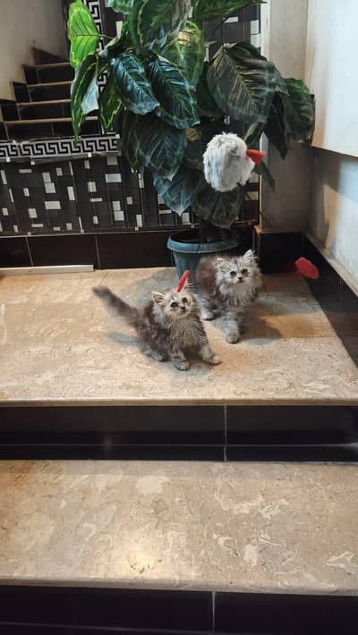 pure persion smoke grey females