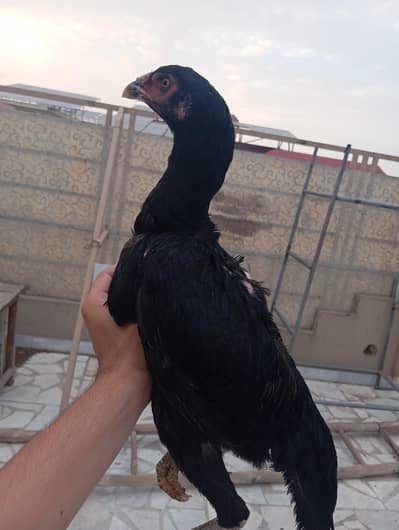 Mushki Madi available