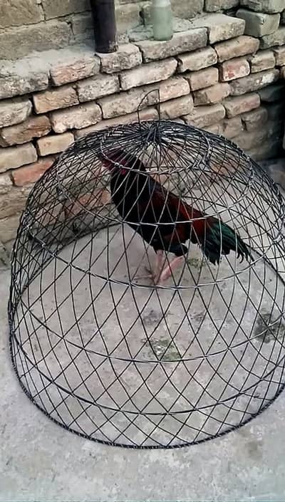 thai | Punes Pakyao | dargon |2 tokra  price : 2000 | cage | hens cage