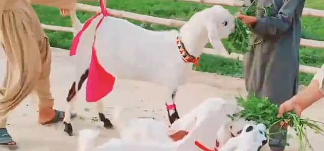teen bacchon wali gulabi bakri for sale call on 03264480024