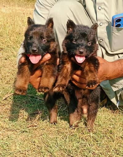 German Shepherd long coat pair for sale