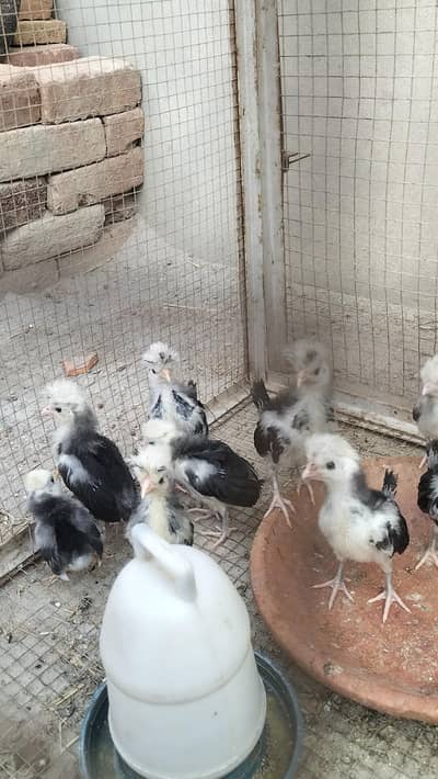 A+ Black Polish Chicks For Sale