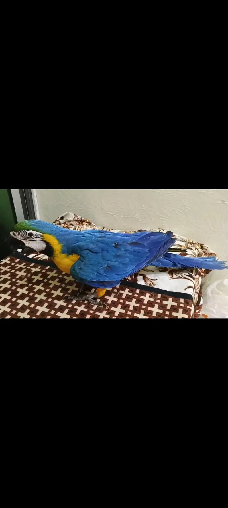 Bule Gold Macaw Chick Available. — photo 2