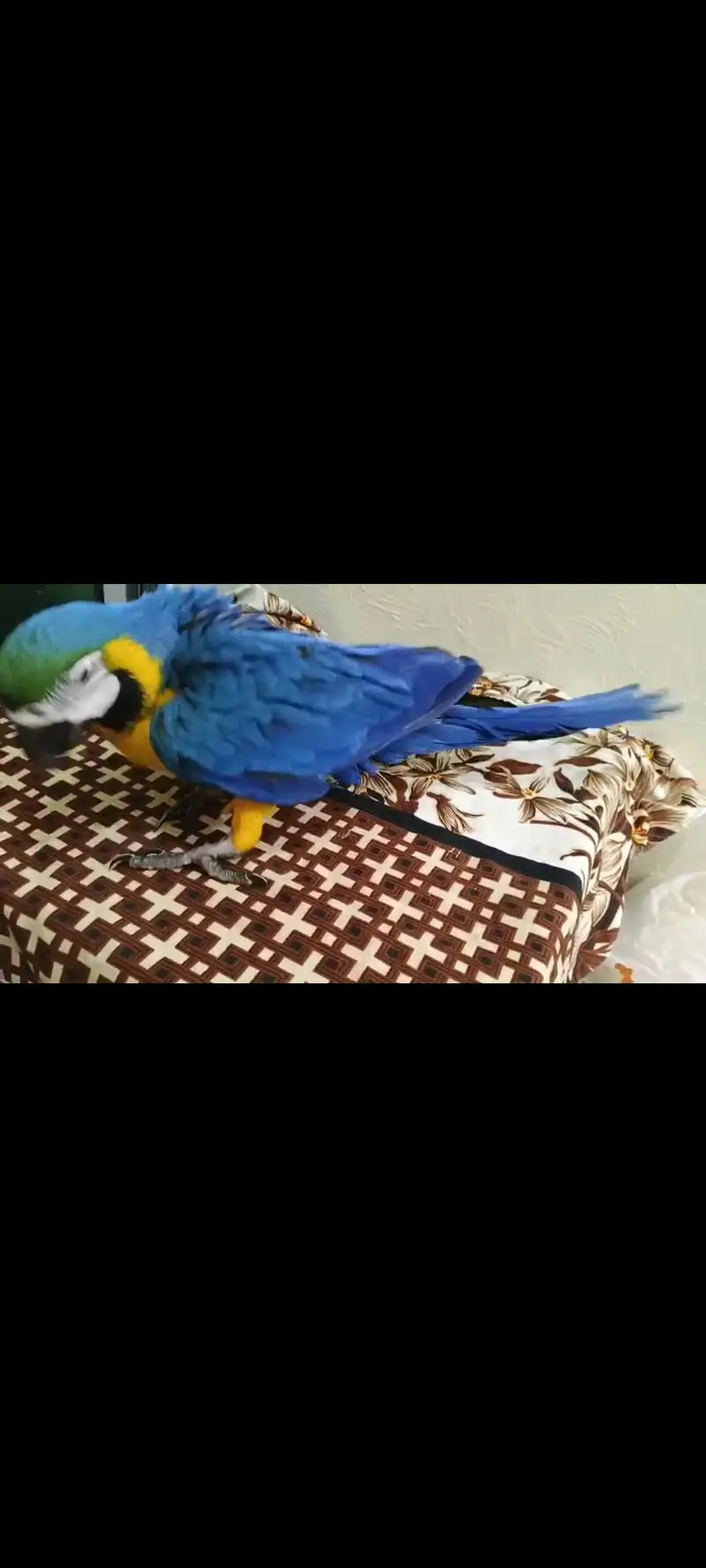 Bule Gold Macaw Chick Available. — photo 3