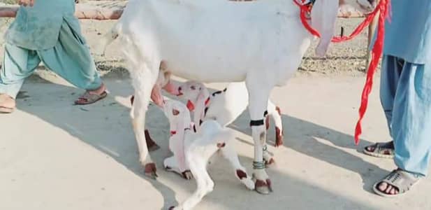 teen bacche wali bakri for sale 03223104849