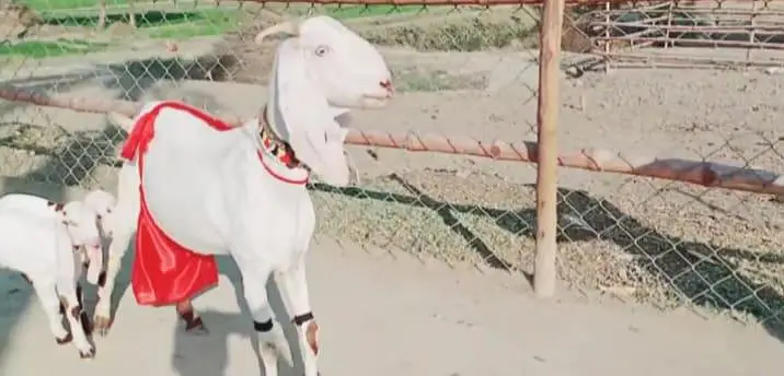 teen bacche wali bakri for sale 03223104849 — photo 3