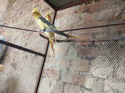 2 Years Old Cockatiel Breeder Pair for Sale