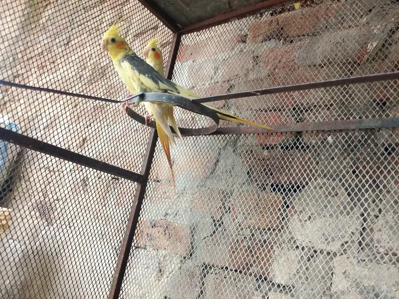 2 Years Old Cockatiel Breeder Pair for Sale