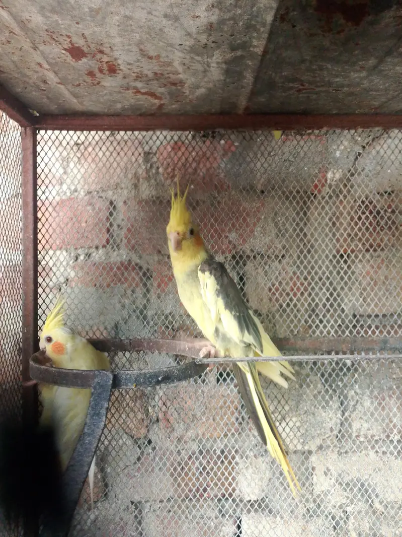2 Years Old Cockatiel Breeder Pair for Sale — photo 2