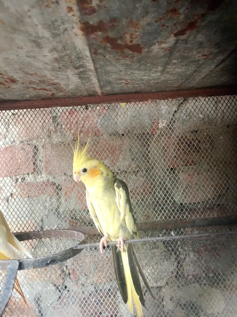 2 Years Old Cockatiel Breeder Pair for Sale — photo 3