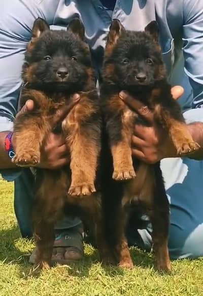 German Shepherd double coat pair for sale