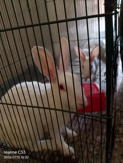 ghar ka phalay rabbit pair ha