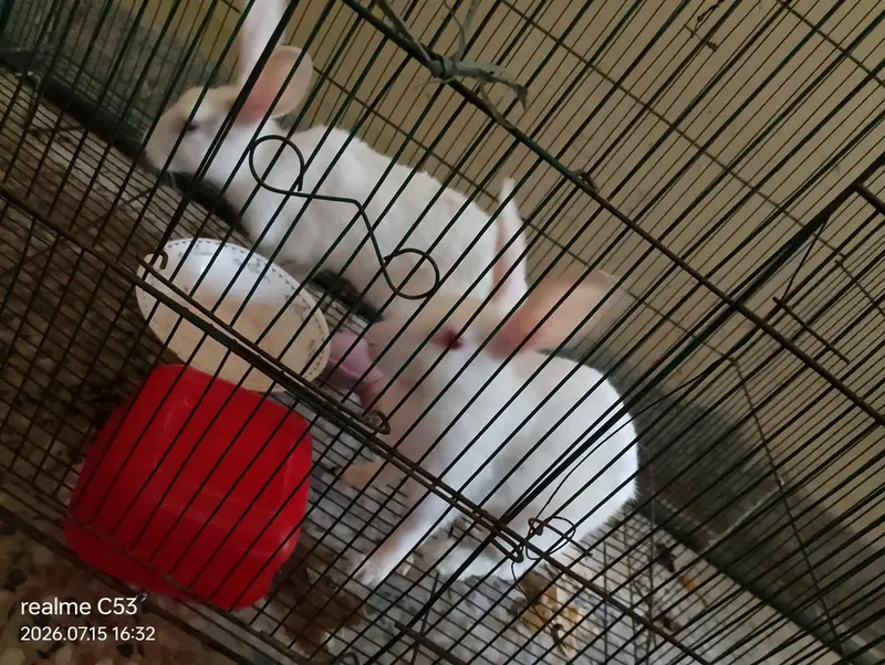 ghar ka phalay rabbit pair ha — photo 2