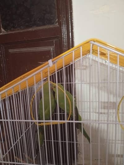 parrot for sell 4 mounth