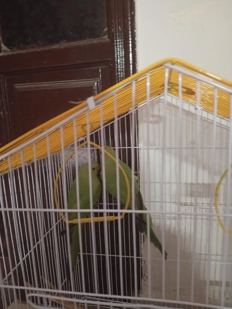 parrot for sell 4 mounth — photo 2